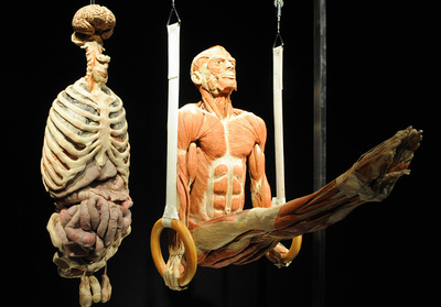 《人体解剖生理学》试题(七) 人体解剖生理学第三版