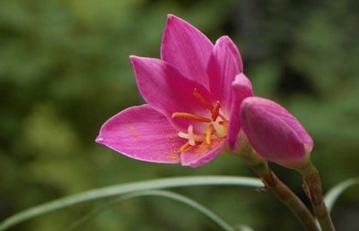 兰花的文化象征意义2 - 紫寒燕雨的日志 - 网易博客 兰花的象征意义