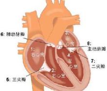 人造心脏工作原理 博闻网 人工心脏工作原理