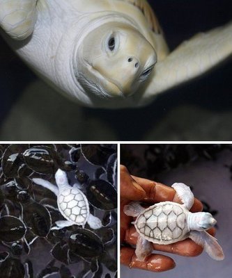 7种罕见白化动物：白化美西螈酷似外星生物[组图]