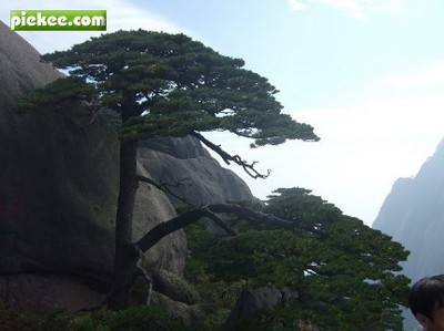 《飞红滴翠记黄山》学习参考