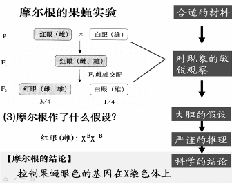 【引用】对摩尔根果蝇杂交实验的分析及教学策略 摩尔根的果蝇实验