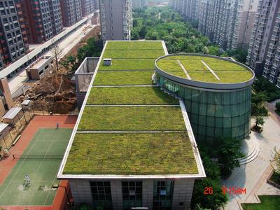 佛甲草在屋顶绿化中的作用 佛甲草屋顶绿化
