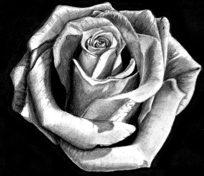 玫瑰花图片和介绍 玫瑰花图片素描