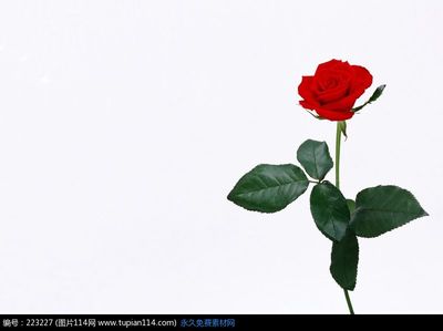 一朵玫瑰花代表什么 一朵玫瑰花含义大全 橙色代表什么含义