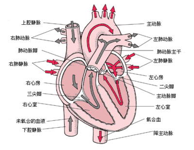 心血管疾病的检查-心脏彩超 心脏彩超检查什么