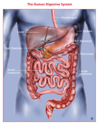 胃的位置和功能 功能位置
