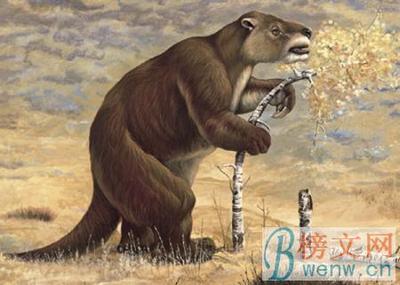 大地懒 大地懒vs巨型短面熊