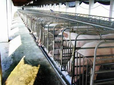 现代化养猪场的经营与管理 国外现代化养猪场视频