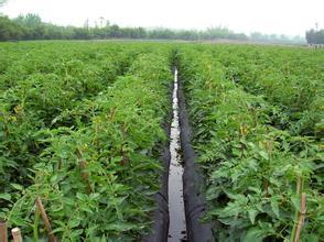 七师一二三团番茄采摘基本使用机械化突破该团番茄种植发展中的瓶 水稻机械化种植