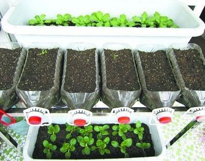 阳台种菜之如何栽种番茄 阳台种菜如何自制肥料