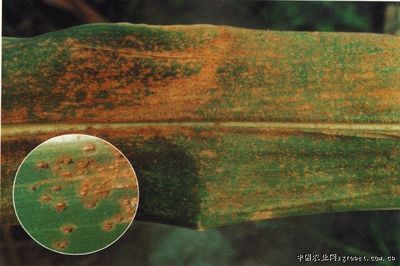 玉米种植管理及病虫害防治 玉米的病虫害防治