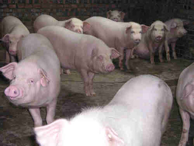 生猪养殖技术 肉猪养殖技术 母猪养殖 - 视频豆单合集 - 土豆网 生猪养殖基地 种植肉