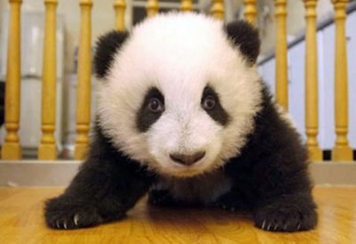 高清大图：大熊猫宝宝成长全过程，太可爱啦！