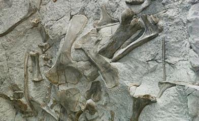 史前人类与外星人的战争 8具史前4米人类遗骸