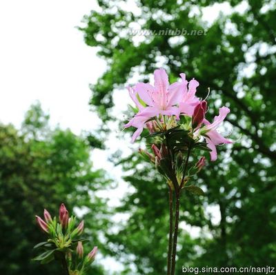 去杭州植物园看看杜鹃花有多少品种 杜鹃花品种图片