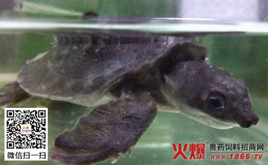 猪鼻龟的饲养与疾病防治方法以及治理水质方法 猪鼻龟饲养方法