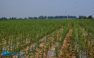 北方盐碱地水稻种植技术 有机水稻种植技术