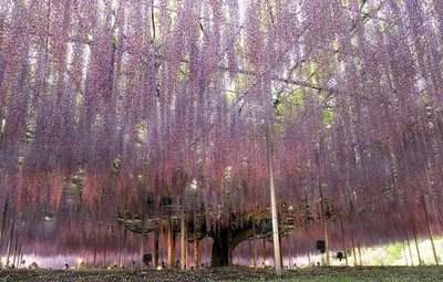 【驚嘆美景】日本足利紫藤花瀑美得令人屏息！ 足利驾校