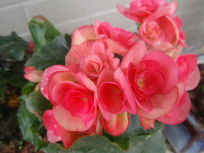 四季海棠花的花语 香槟玫瑰的花语