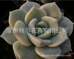 第四届中国国际仙人掌及多浆植物精品展 仙人掌科植物图鉴