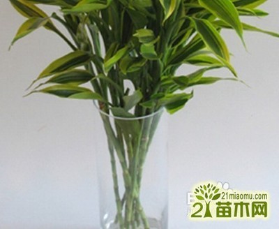 转运竹的养殖方法 富贵竹的养殖方法