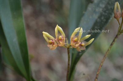 兰科：石豆兰属伞花卷瓣兰BulbophyllumumbellatumLindl.