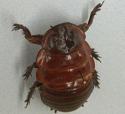 世界现存最大十类昆虫 泰坦甲虫总长20厘米(组图) 中国有泰坦甲虫吗