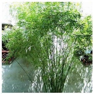 盆栽竹子怎么养 盆栽竹子图片 盆栽竹子种类及图片