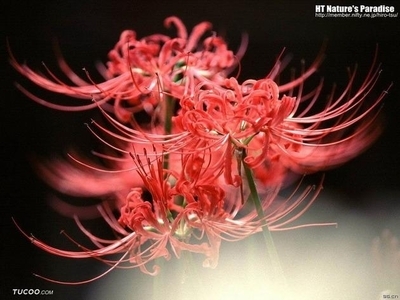 世界上最美丽的七种花 世界上罕见的七种花
