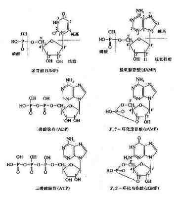 中德通益风宁利用肽核酸等名词骗人 | 真药网 环化核苷酸名词解释