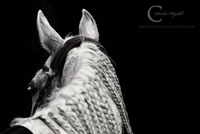 关于马的精彩摄影照片 精彩照片剪辑 课件