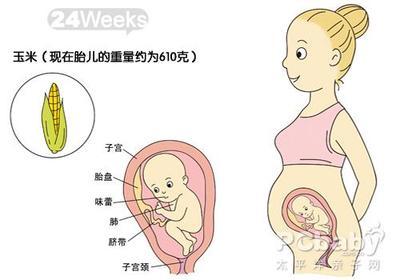 怀孕周数及胎儿大小对照表 怀孕六个月胎儿大小