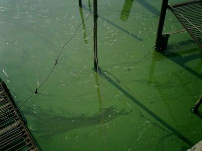 螺旋藻是否含有微囊藻毒素？ 微囊藻毒素标准品