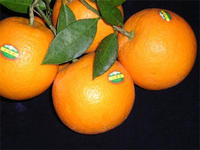 冰糖橙栽培技术 锦红冰糖橙
