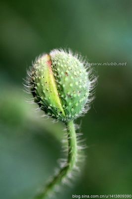 花仙子万花园观花记 于家务花仙子万花园