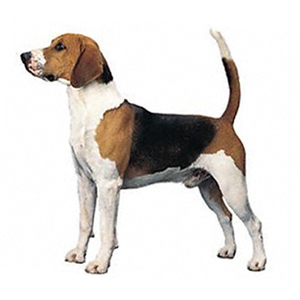 AKC的犬组分类 比格犬akc图文标准
