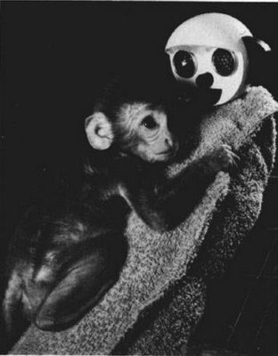 恒河猴实验：一窥爱的本质