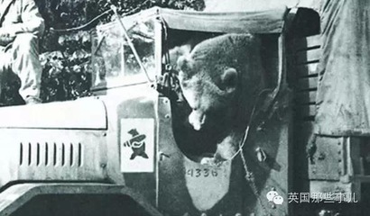 爱丁堡曾有个叫Wojtek的传奇-世界上唯一只参过军战斗熊！ 世界上唯一的花朵