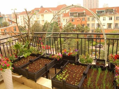纸上种菜,墙上种菜,自动恒湿种菜盆,迷你菜园 楼顶种菜怎么砌菜园