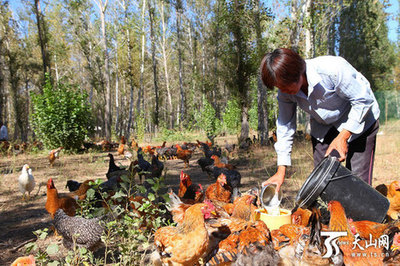 林地养鸡模式 林地散养鸡技术