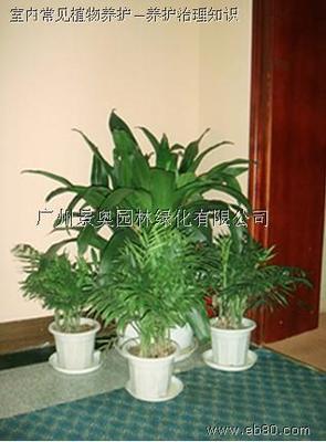 常见室内绿色植物养护知识 室内植物养护方法