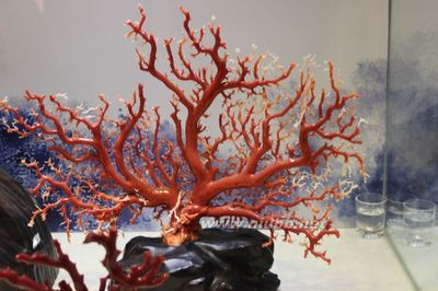 台湾观光游览（六）——参观绮丽珊瑚博物馆 绮丽珊瑚价格