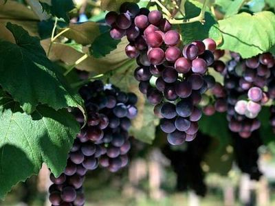庭院葡萄种植技术（视频） 夏黑葡萄种植技术视频