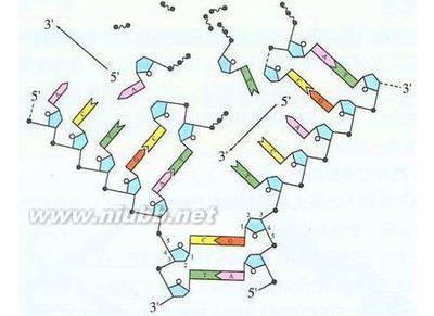 关于DNA分子中的氢键问题 分子内氢键