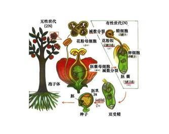 被子植物分类系统 植物分类方法3