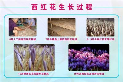 西红花在中国被称为藏红花名字的由来 西红花和藏红花的区别