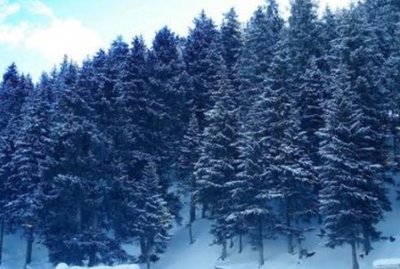 4.23日新疆下雪了_梅菊兰 下雪了