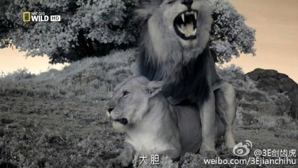 摘录：狮子和老虎谁更厉害？