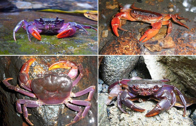 水煮大螃蟹--海螃蟹和大闸蟹通用的做法 饥饿的鲨鱼进化大螃蟹
